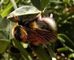 Bombus hortorum femelle